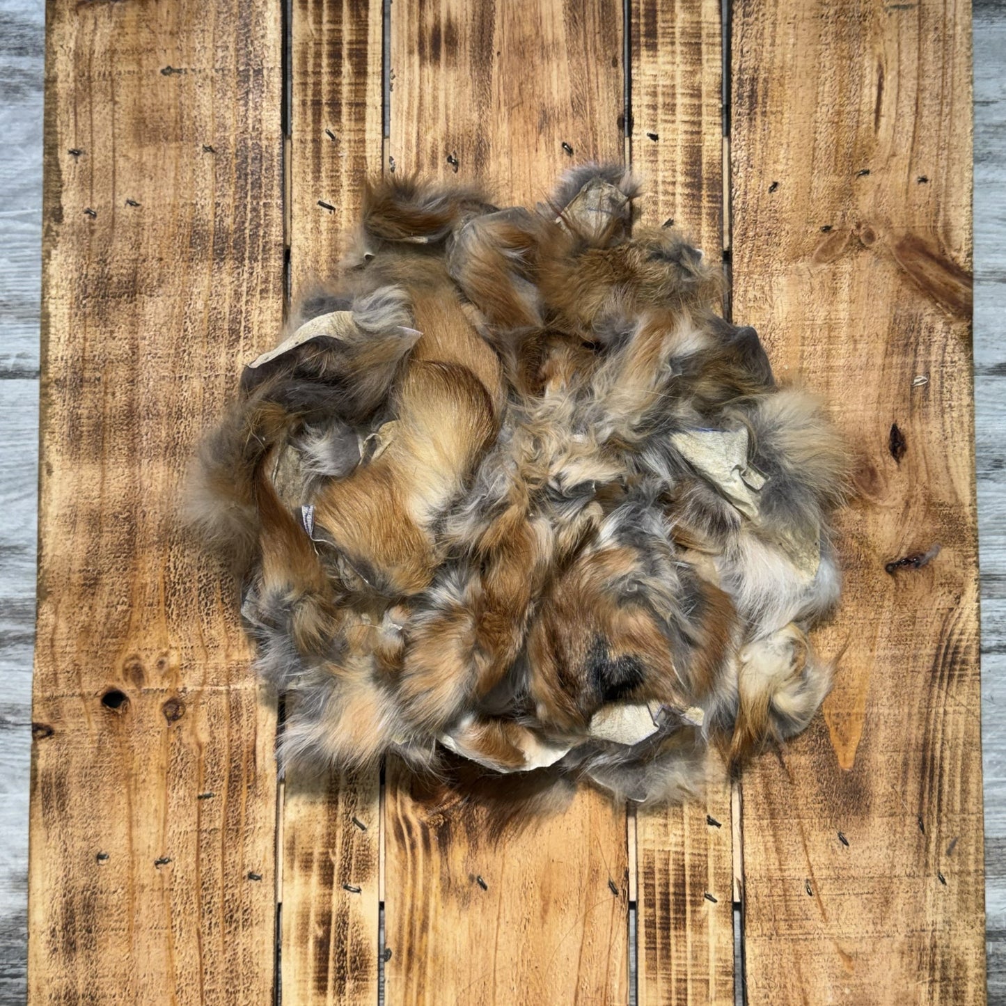 Red Fox Scraps