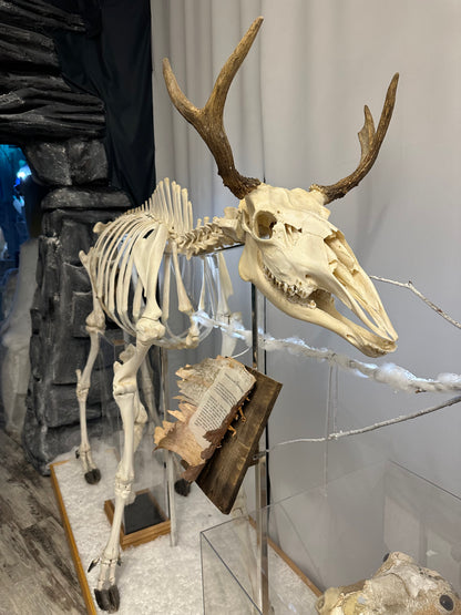 Complete Skeleton - Moose