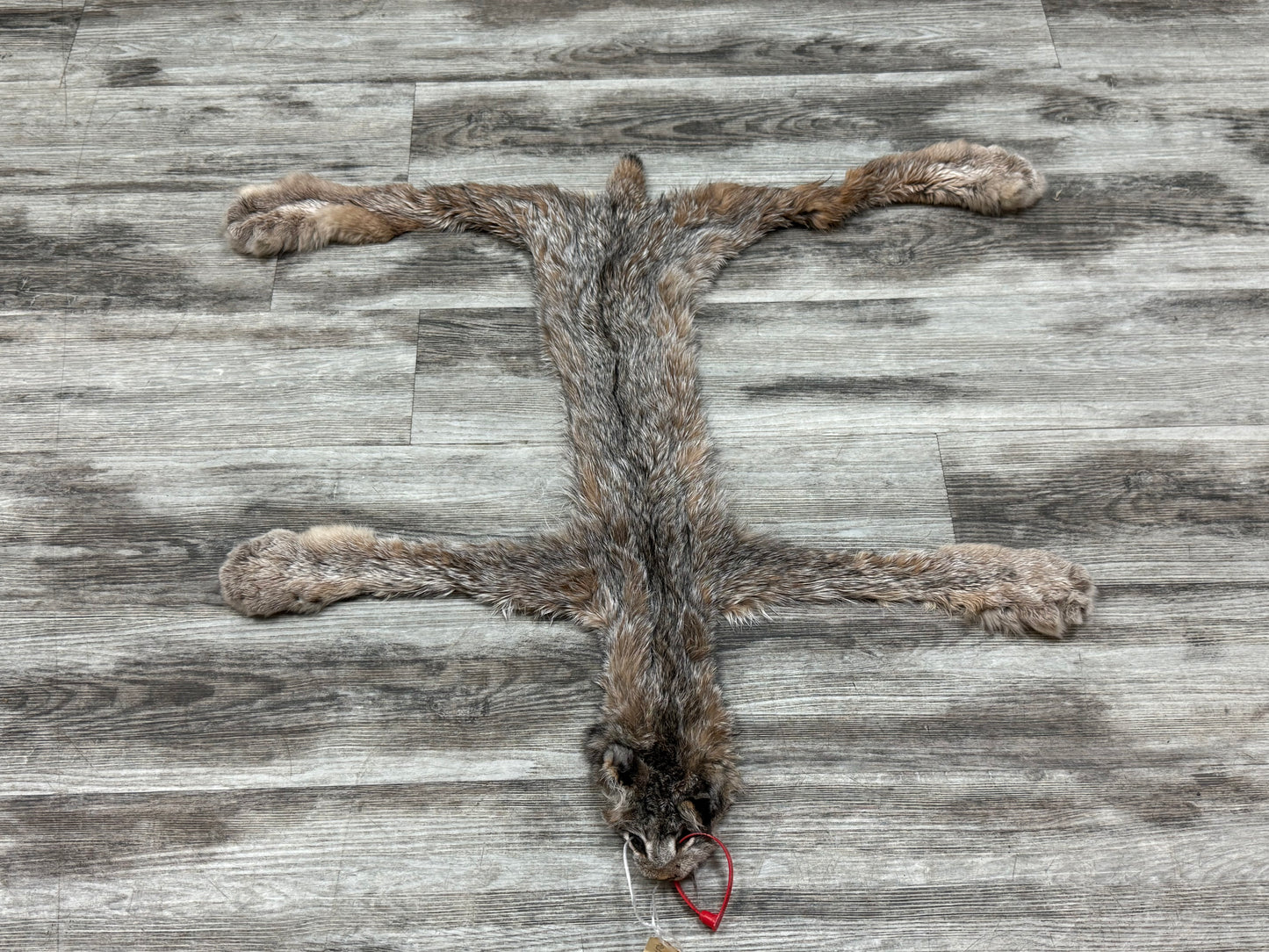 Peau - Lynx #0001349