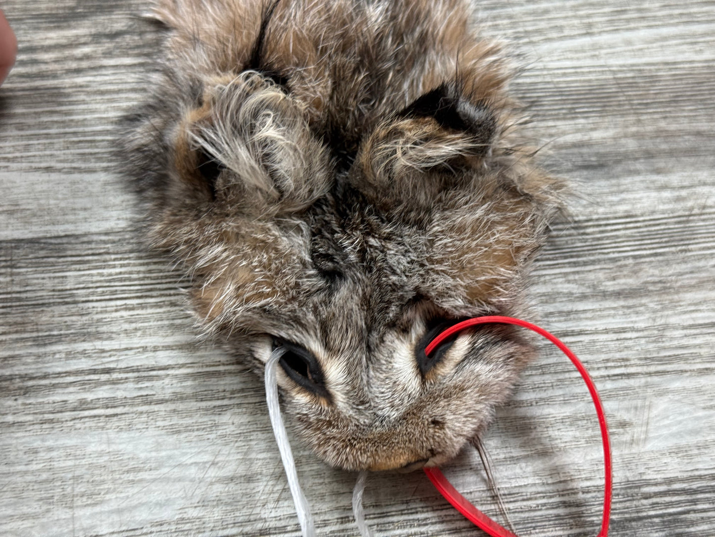 Peau - Lynx #0001349