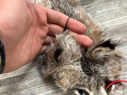 Peau - Lynx #0001349