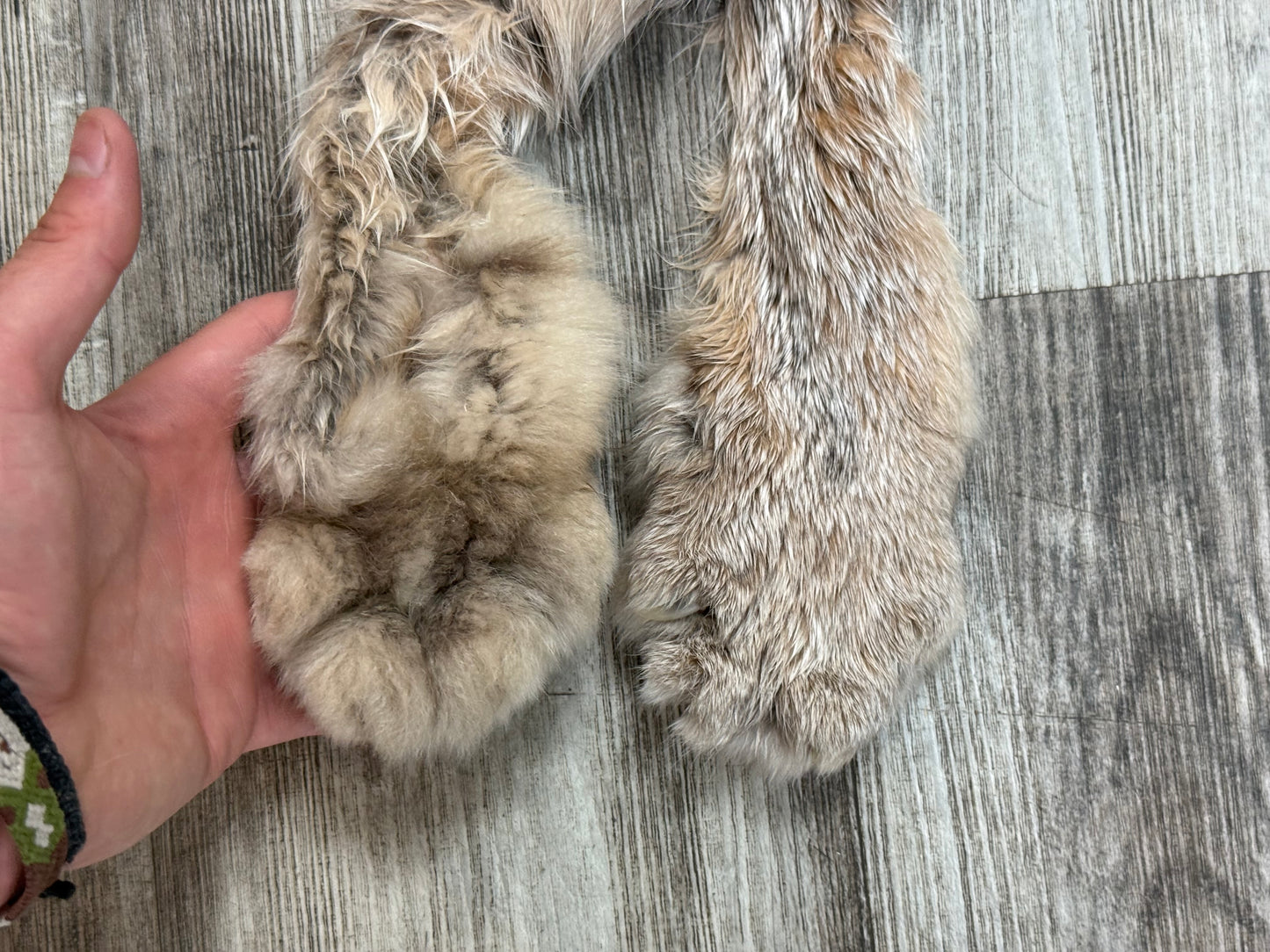 Peau - Lynx #0001349