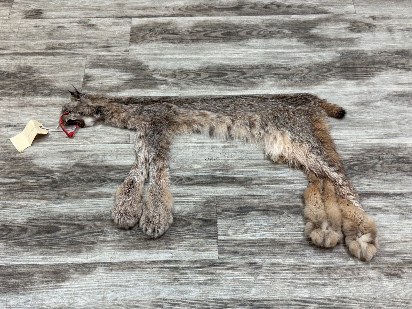 Peau - Lynx #0001349