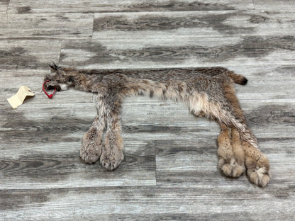 Peau - Lynx #0001349