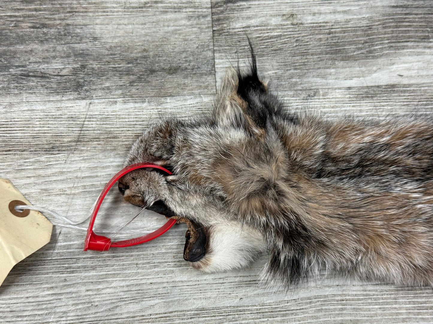 Peau - Lynx #0001349
