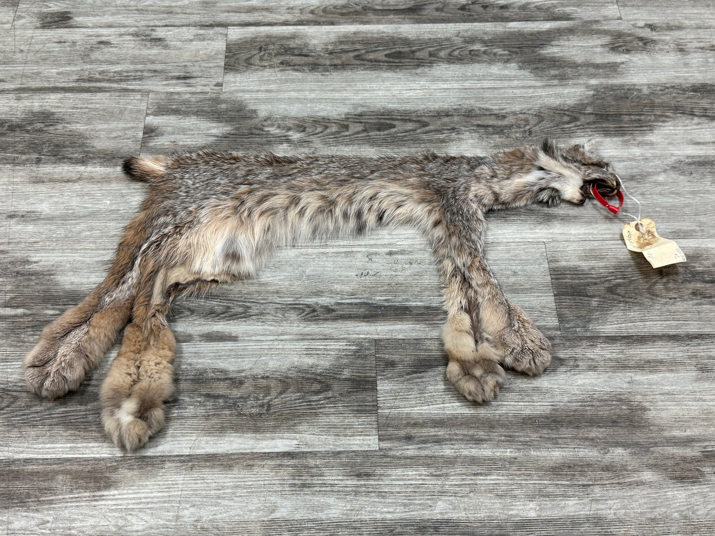 Peau - Lynx #0001349
