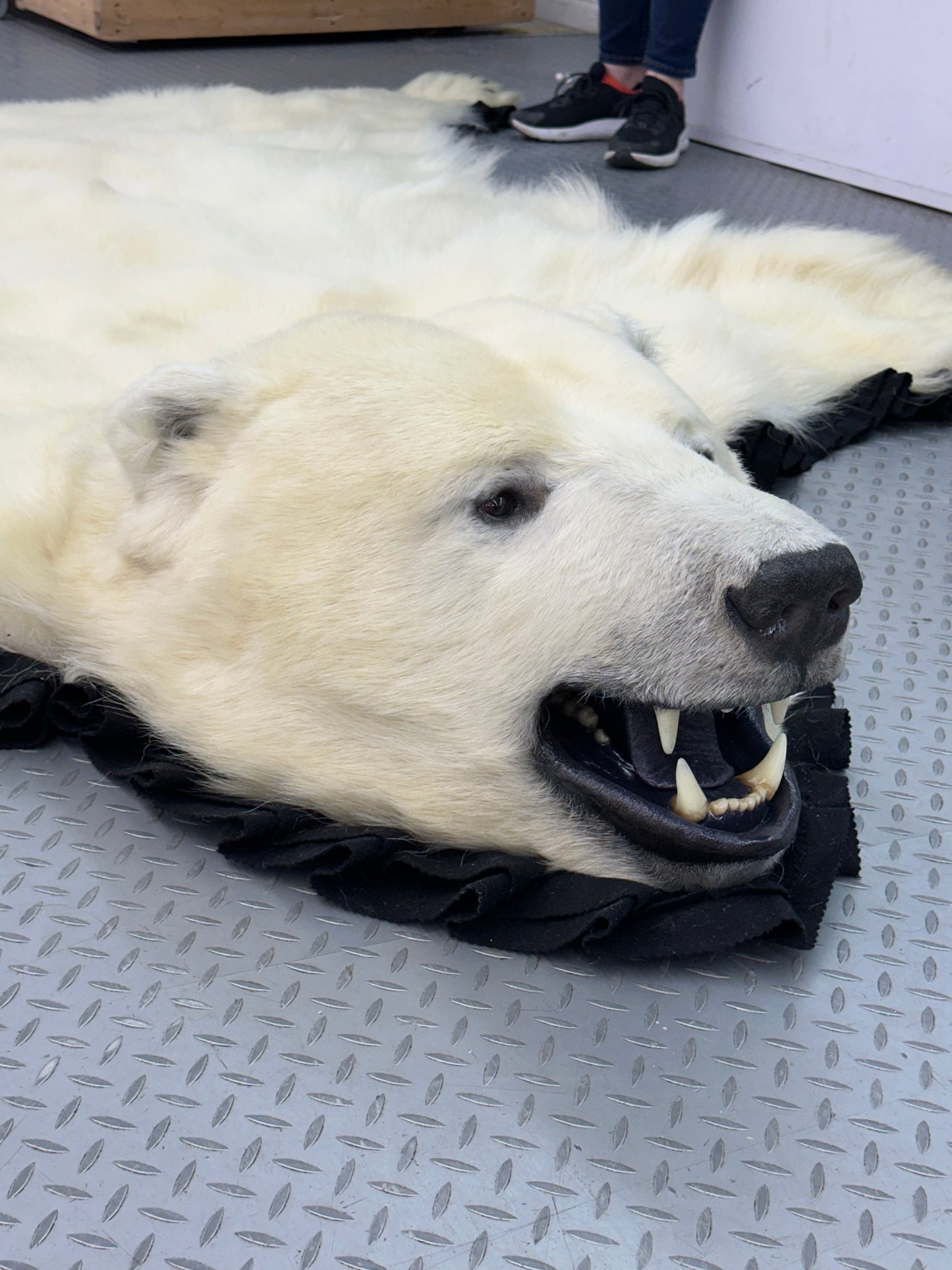 Rugs - Polar Bear #0052