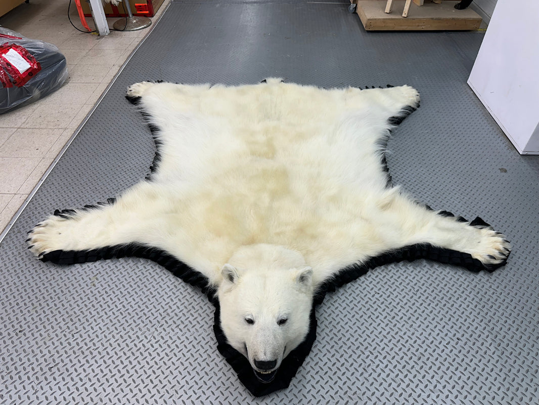 Polar Bear Rugs – BILODEAU Canada Taxidermy