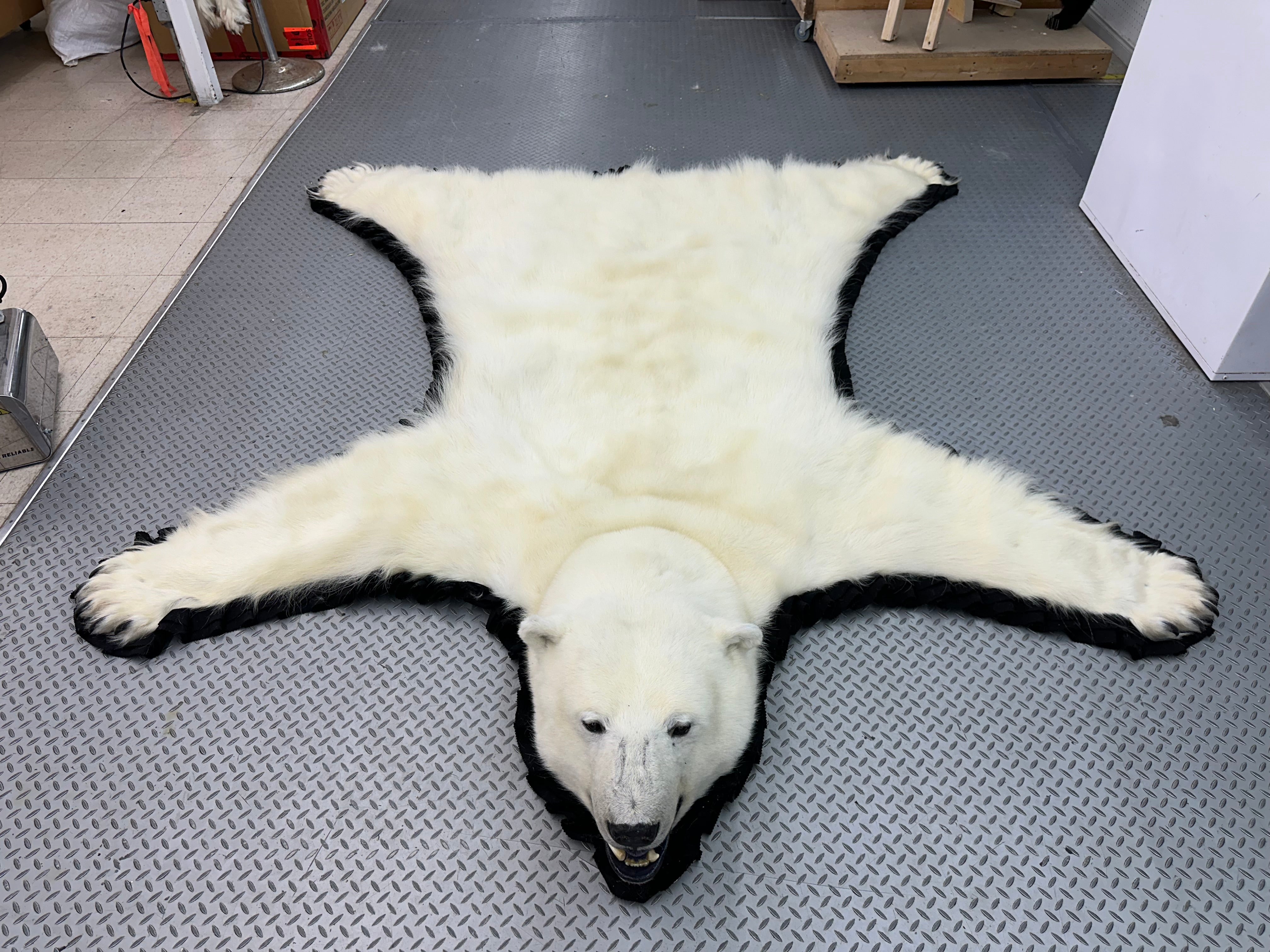 Bear Ruf Rugs - Polar Bear #0090 – BILODEAU Canada Taxidermy