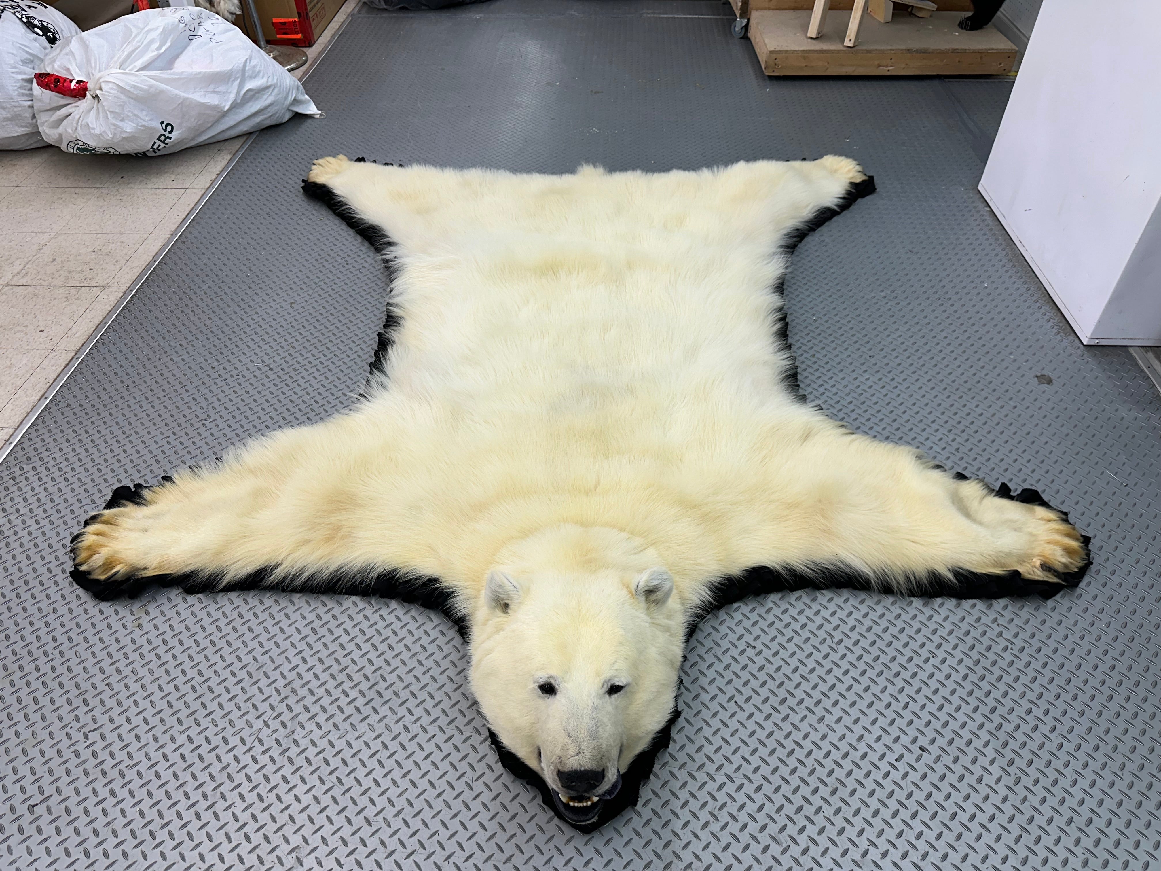 Bear Rug Shell Polar Bear Rugs – BILODEAU Canada Taxidermy