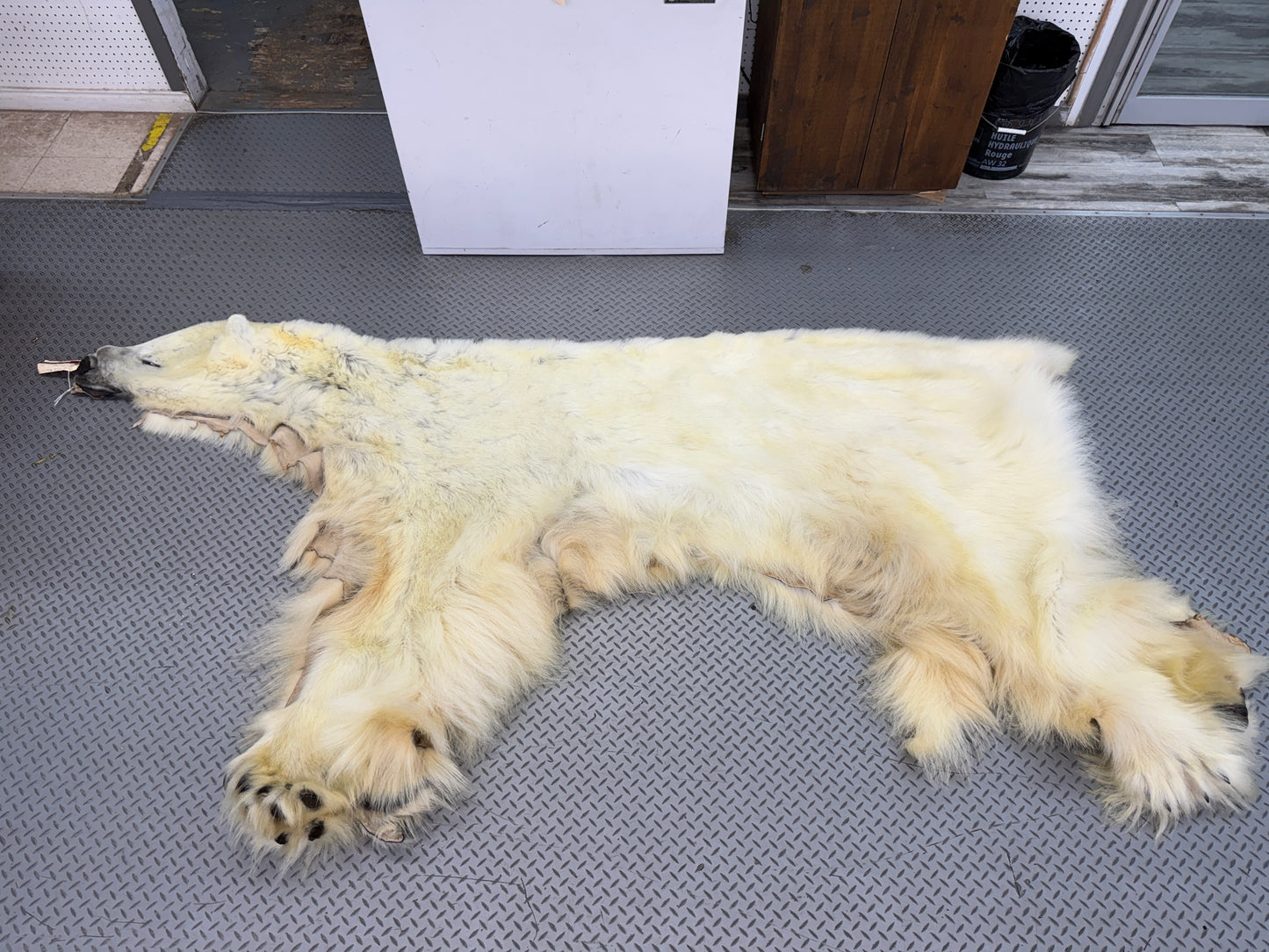 Peau - Ours Polaire #25339