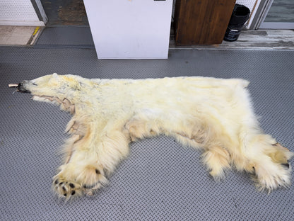 Peau - Ours Polaire #25339