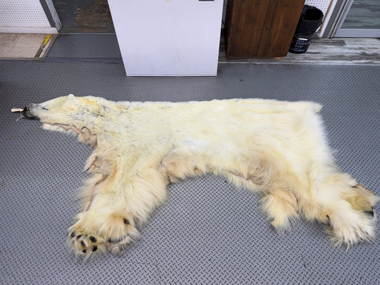 Dressed Skin - Polar Bear #25339