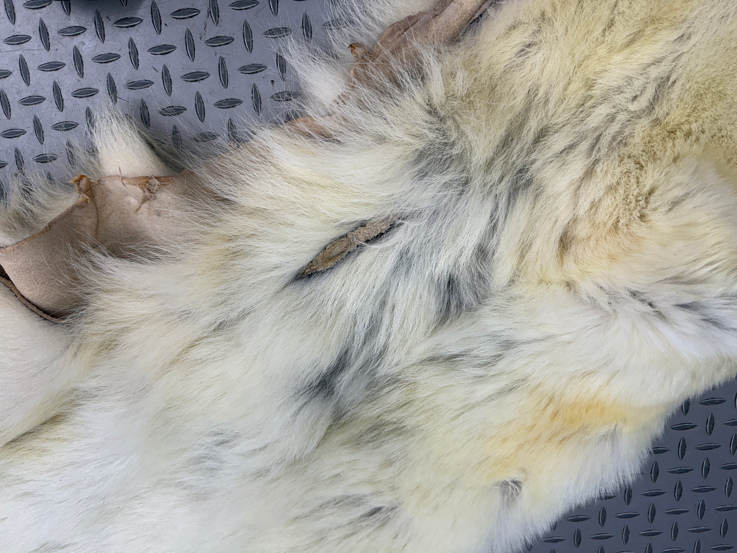 Peau - Ours Polaire #25339