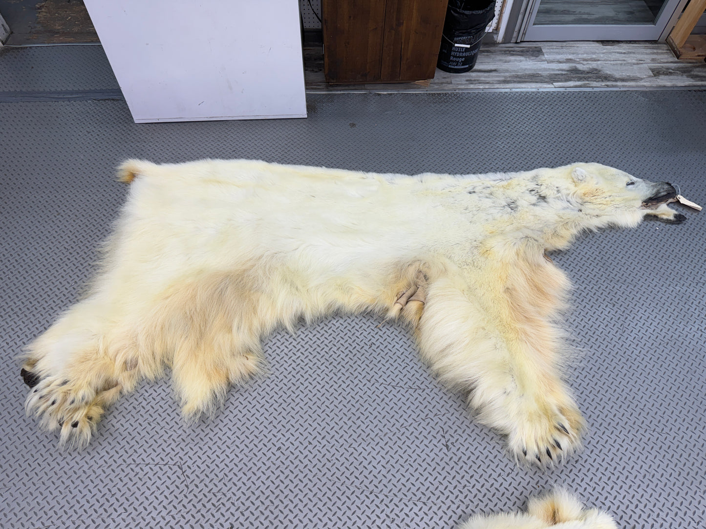 Peau - Ours Polaire #25339