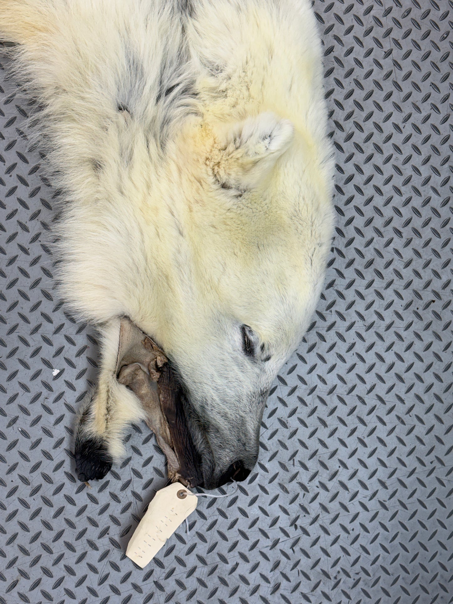 Peau - Ours Polaire #25339