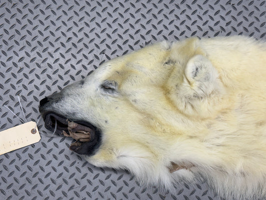 Dressed Skin - Polar Bear #26329