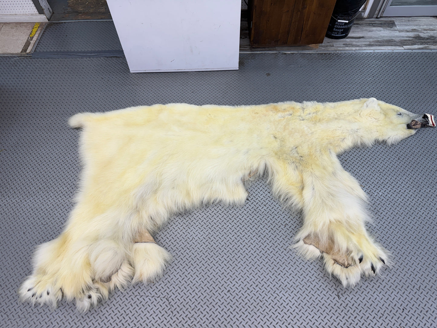 Peau - Ours Polaire #26329