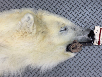 Peau - Ours Polaire #26329