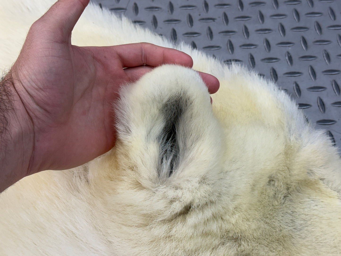 Peau - Ours Polaire #26329