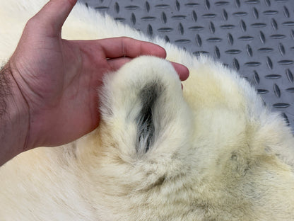 Peau - Ours Polaire #26329