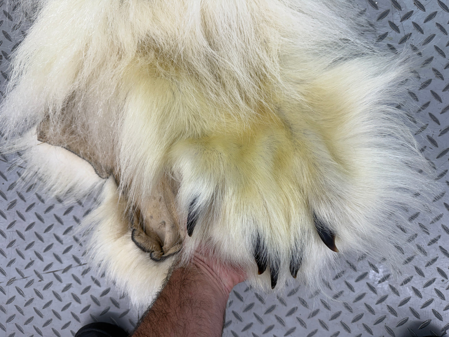 Peau - Ours Polaire #26329