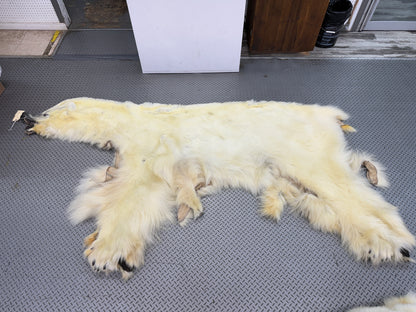 Dressed Skin - Polar Bear #26381
