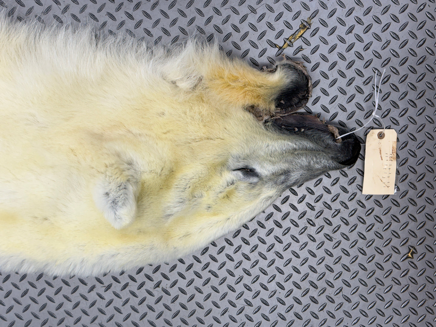 Dressed Skin - Polar Bear #26381