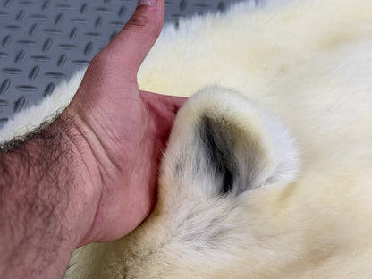 Dressed Skin - Polar Bear #26381