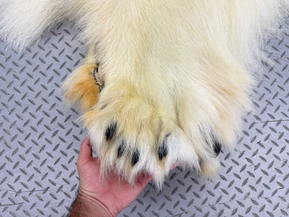 Dressed Skin - Polar Bear #26381