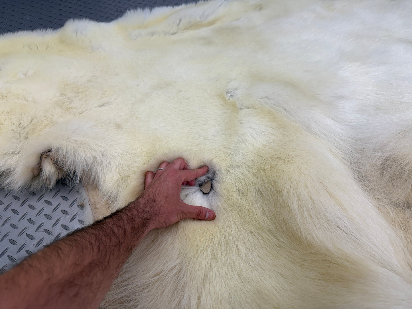 Dressed Skin - Polar Bear #26381
