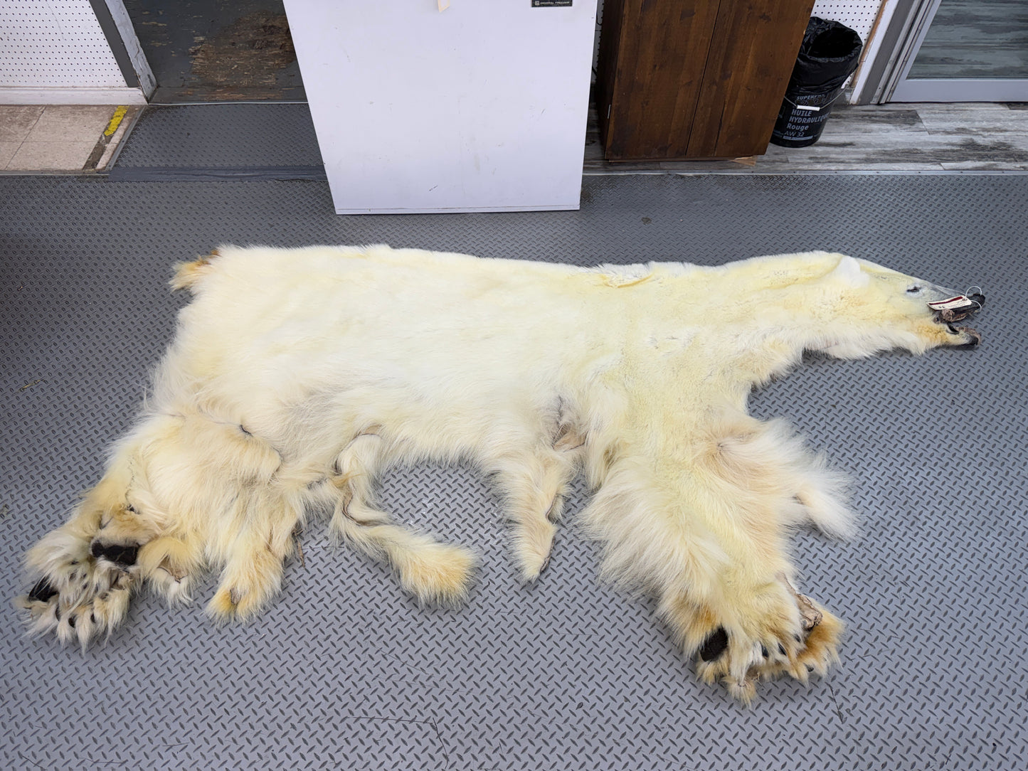 Dressed Skin - Polar Bear #26381