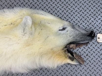 Dressed Skin - Polar Bear #26381