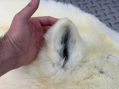 Dressed Skin - Polar Bear #26381