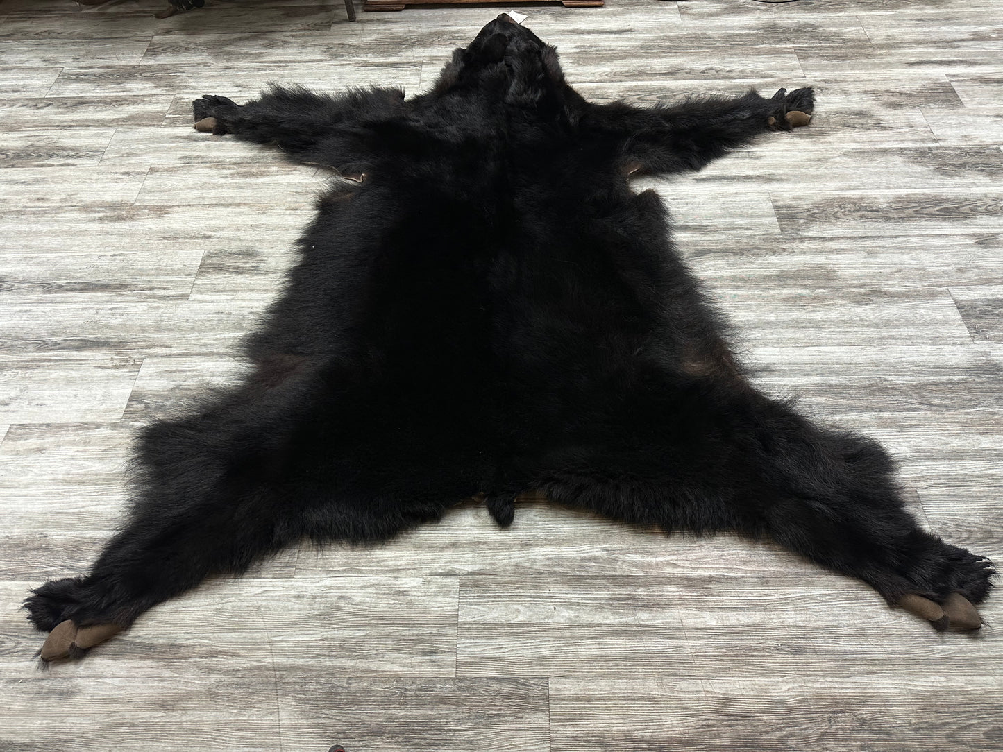 Dressed Skins - Black Bear #28258869