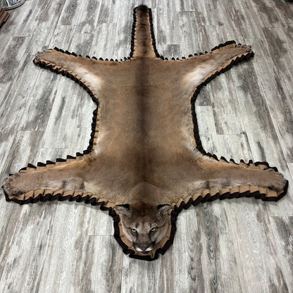 Tapis - Cougar #00012922