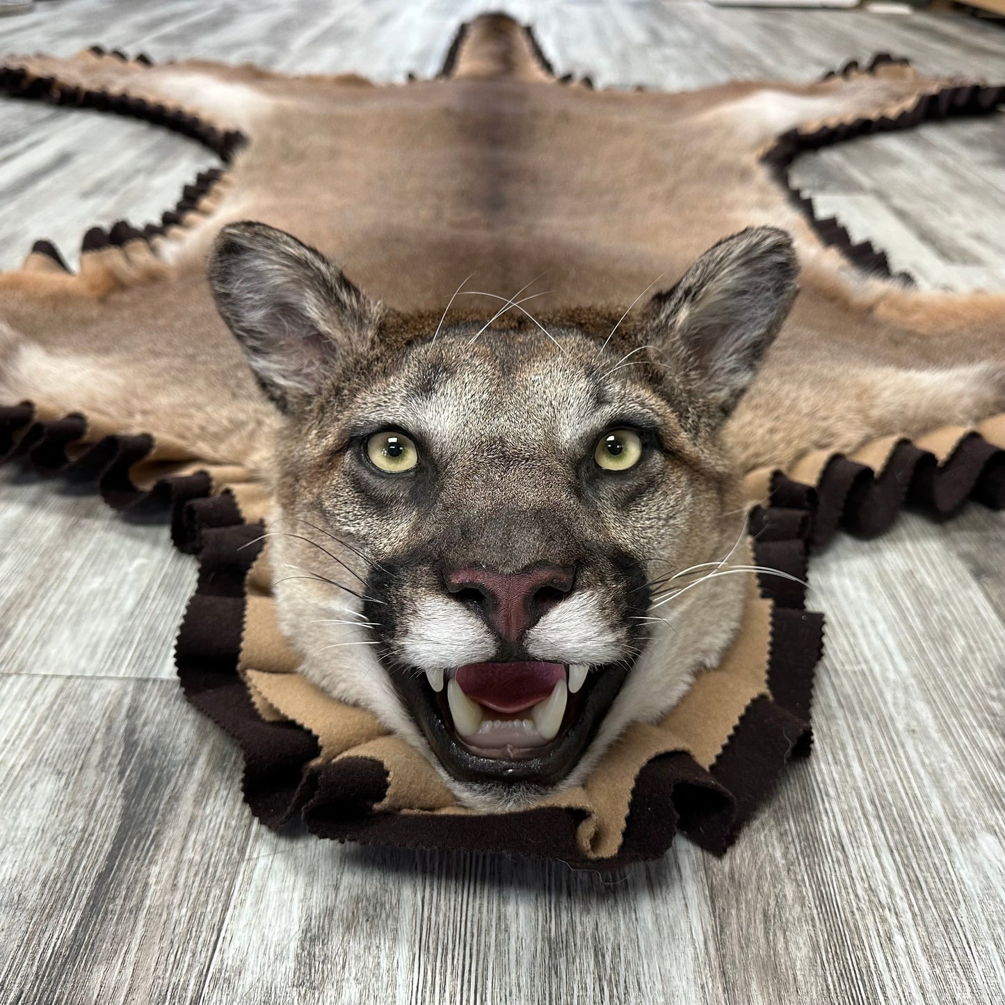 Tapis - Cougar #00012922