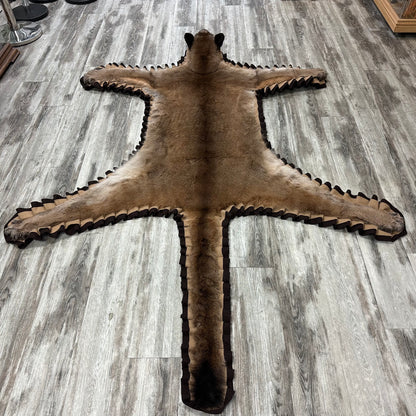 Tapis - Cougar #00012922