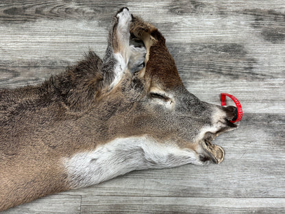 Peau - Chevreuil #0000646