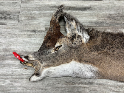 Peau - Chevreuil #0000646