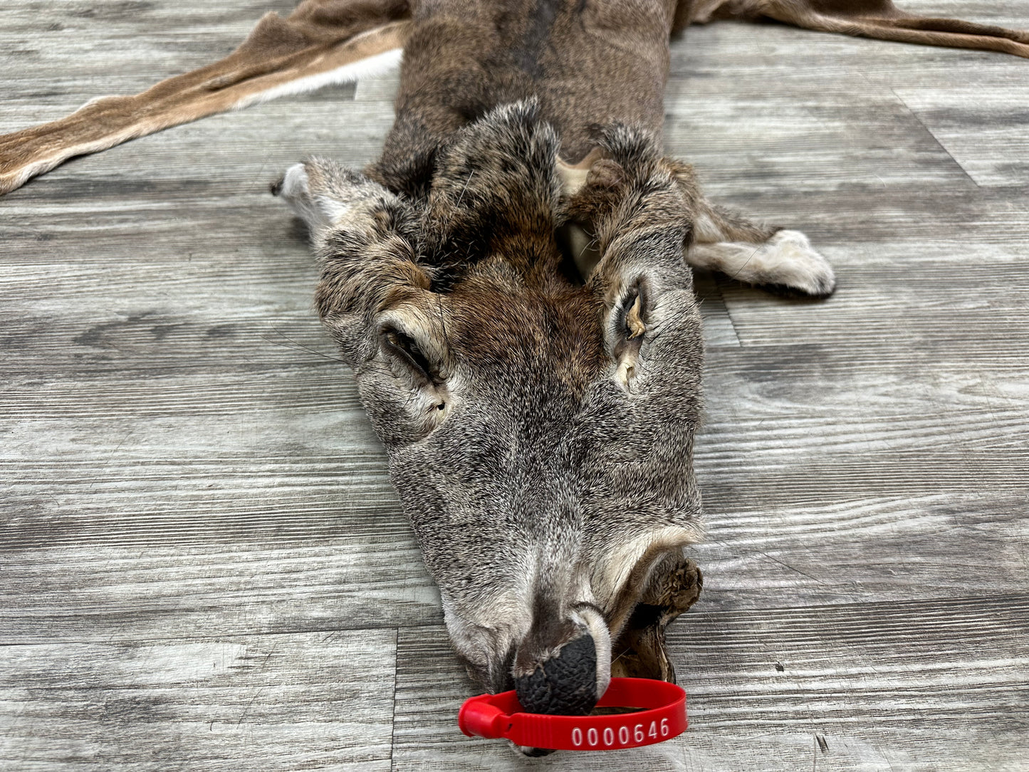 Peau - Chevreuil #0000646