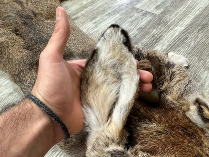 Peau - Chevreuil #0000646