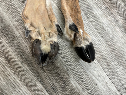 Peau - Chevreuil #0000646