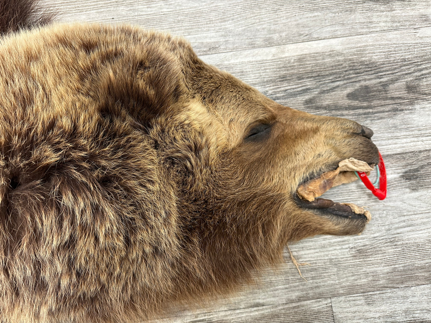 PEAU - GRIZZLY #0000668