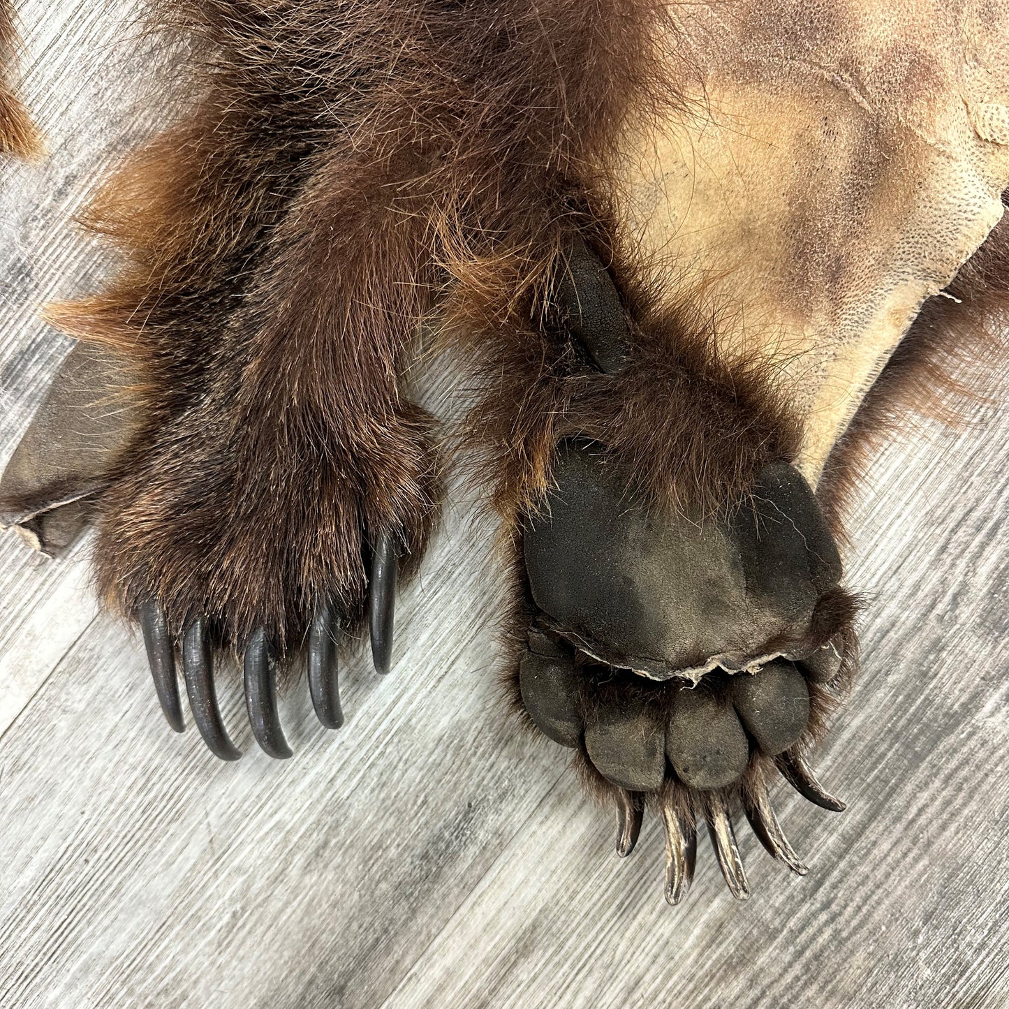 PEAU - GRIZZLY #0000668