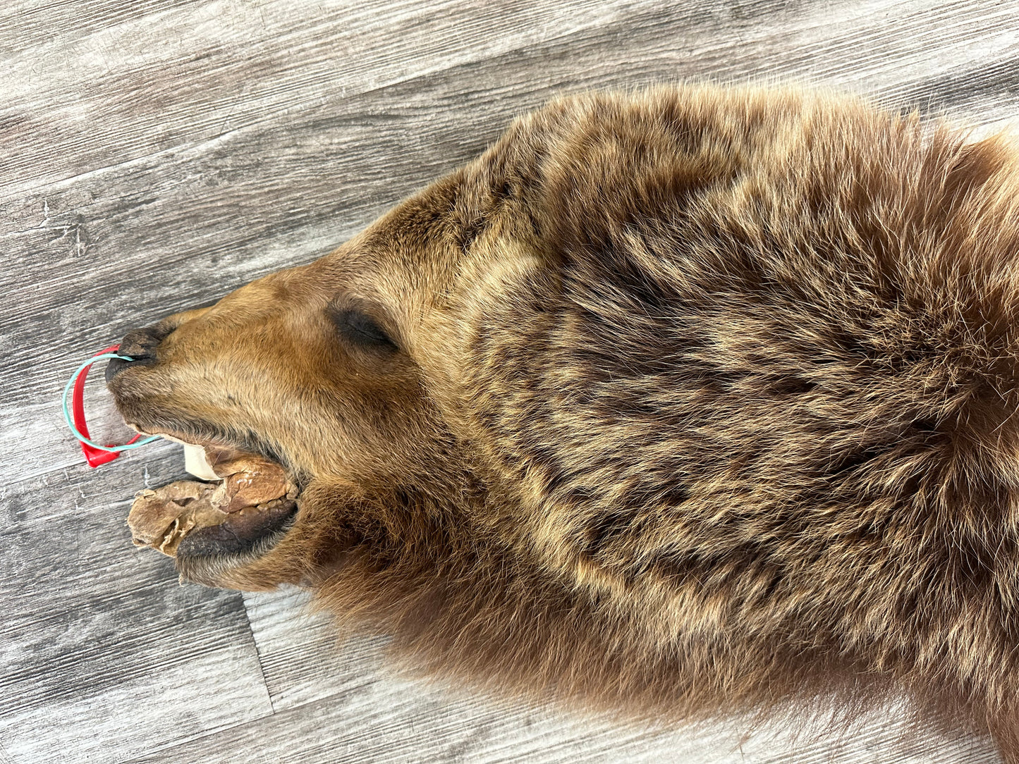 PEAU - GRIZZLY #0000668