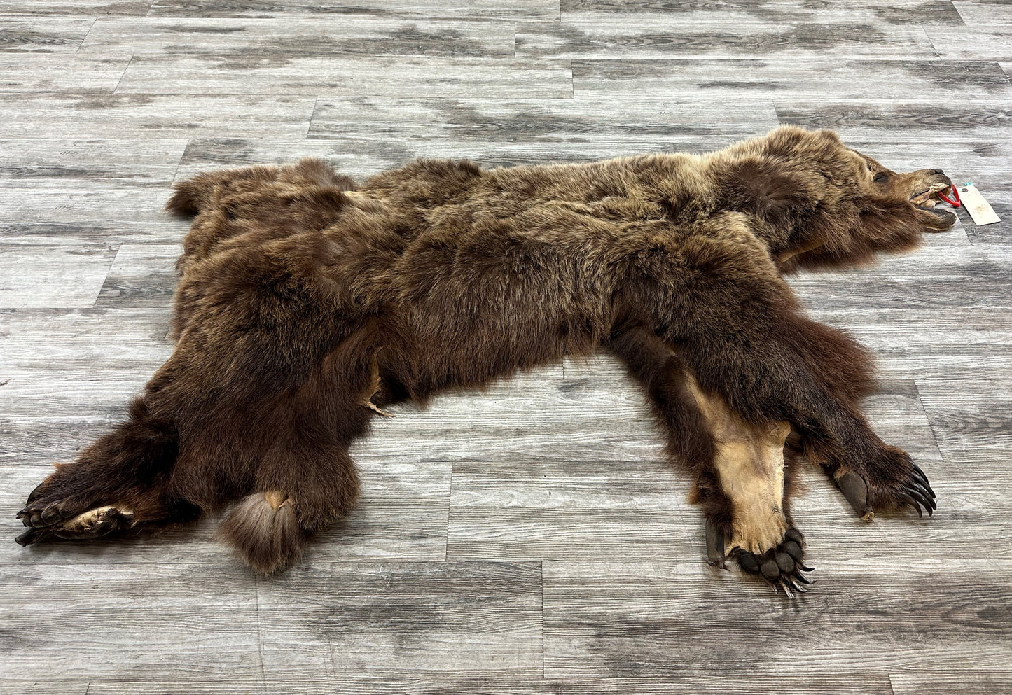 PEAU - GRIZZLY #0000668