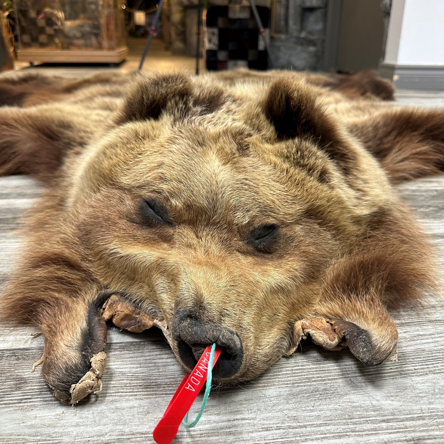 PEAU - GRIZZLY #0000668