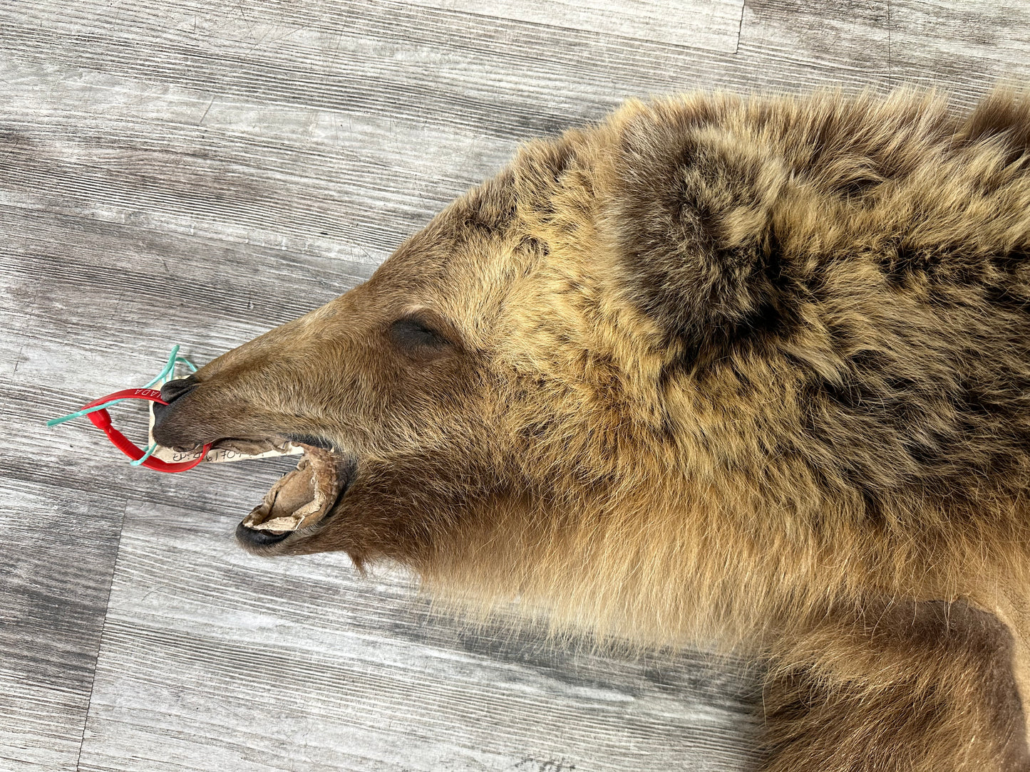 PEAU - GRIZZLY #0000701