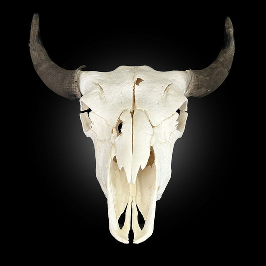Crâne blanchi de Bison  - TAGBC 0000766